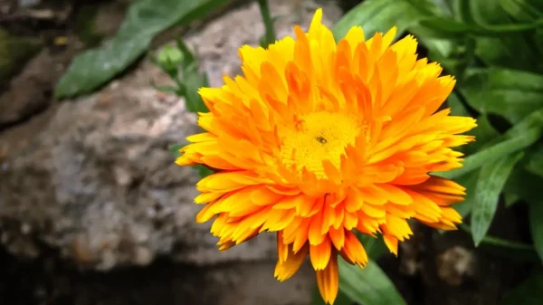 Sirup od nevena – recept, ljekovitost i kako napraviti domaći sirup