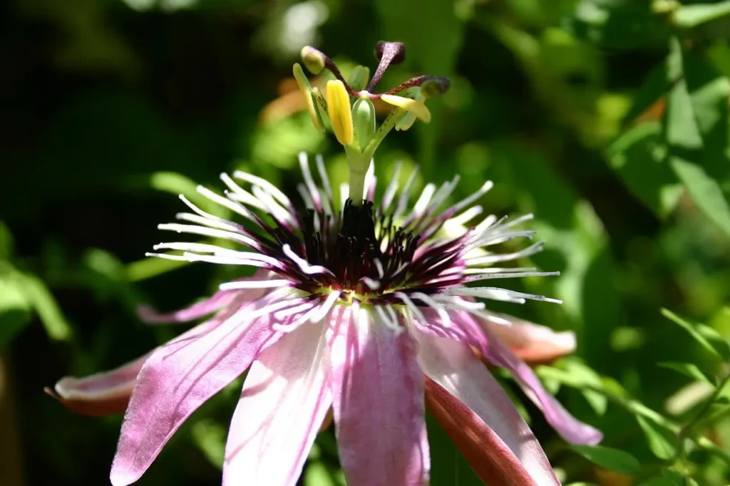 Cvijet pasiflore za umirenje i bolji san