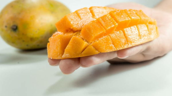 mango voćka