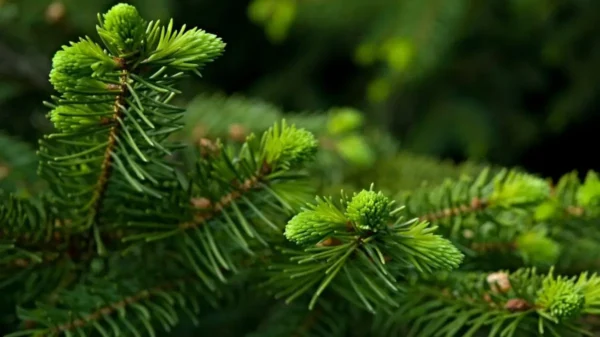 Prirodni lijek - Smreka
