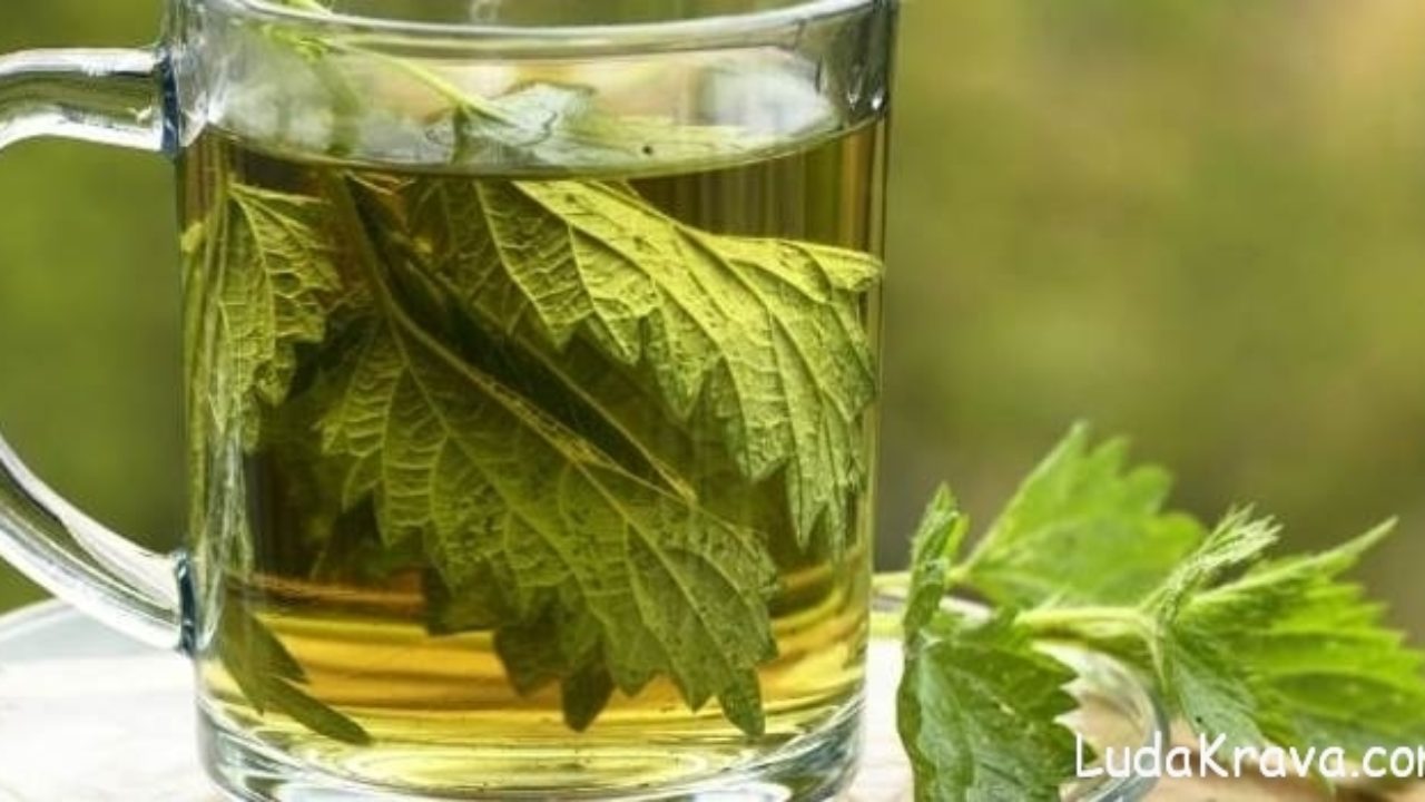 Čaj od koprive - ljekoviti napitak koji čuva zdravlje