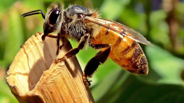 ubod pčele je zdrav
