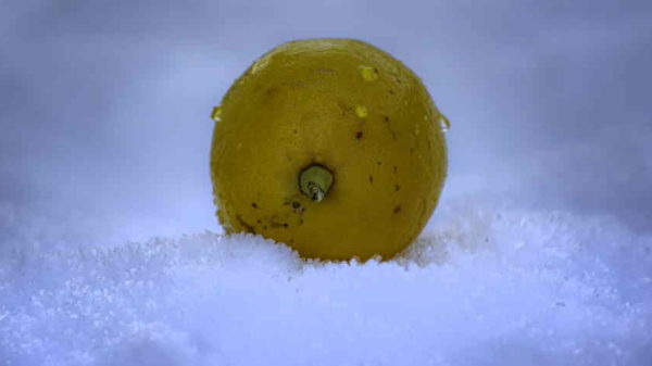 sibirski limun