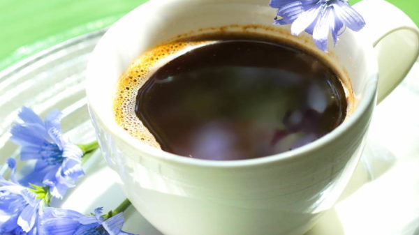 korijen cikorija kava