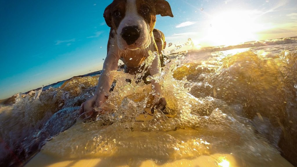 Neobična Sportska Natjecanja Surfanje za pse
