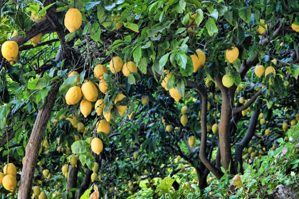 Limun Drvo Ljekovito bilje
